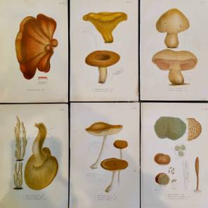 Set of 6 Mushroom Engravings